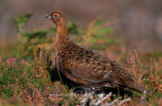 Red Grouse (Lagopus lagopus) - Lagopede d'Ecosse - 20899