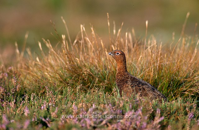 Red Grouse (Lagopus lagopus) - Lagopede d'Ecosse - 20902