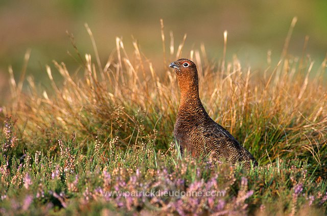 Red Grouse (Lagopus lagopus) - Lagopede d'Ecosse - 20903