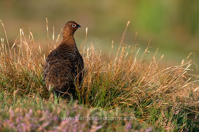 Red Grouse (Lagopus lagopus) - Lagopede d'Ecosse - 20904