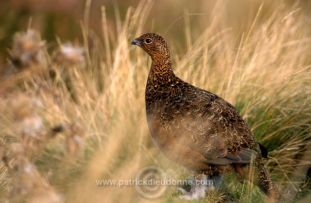 Red Grouse (Lagopus lagopus) - Lagopede d'Ecosse - 20905