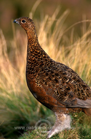 Red Grouse (Lagopus lagopus) - Lagopede d'Ecosse - 20906