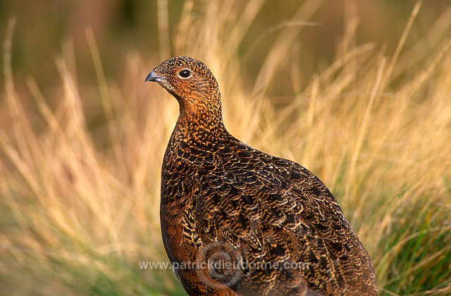 Red Grouse (Lagopus lagopus) - Lagopede d'Ecosse - 20907