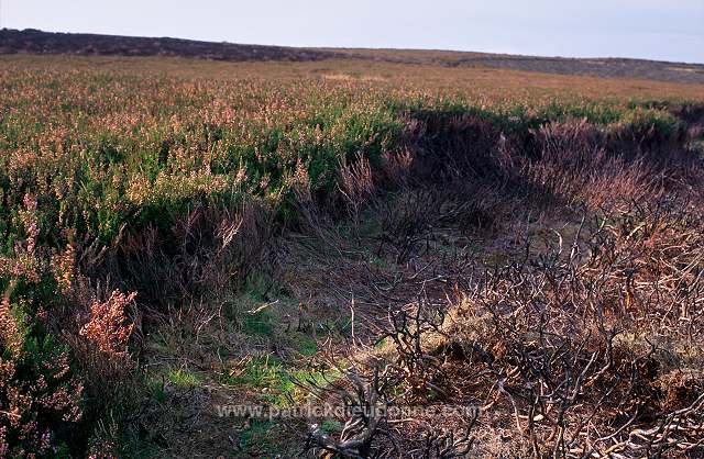 Red Grouse (Lagopus lagopus) - Lagopede d'Ecosse - 20908