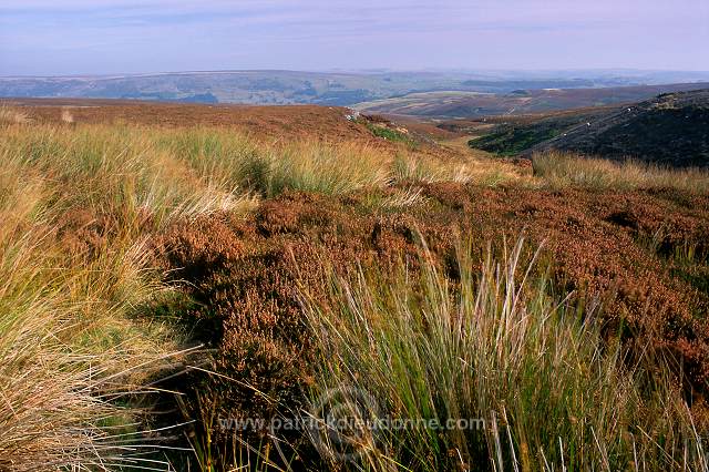 Red Grouse (Lagopus lagopus) - Lagopede d'Ecosse - 20909