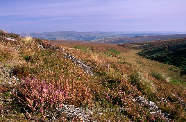 Red Grouse (Lagopus lagopus) - Lagopede d'Ecosse - 20910