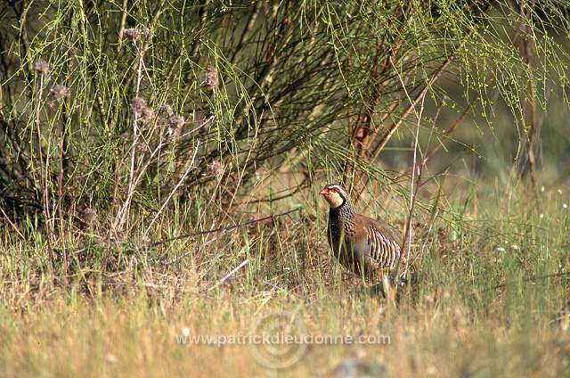 Red-legged Partridge (Alectoris rufa) - Perdrix rouge - 20912