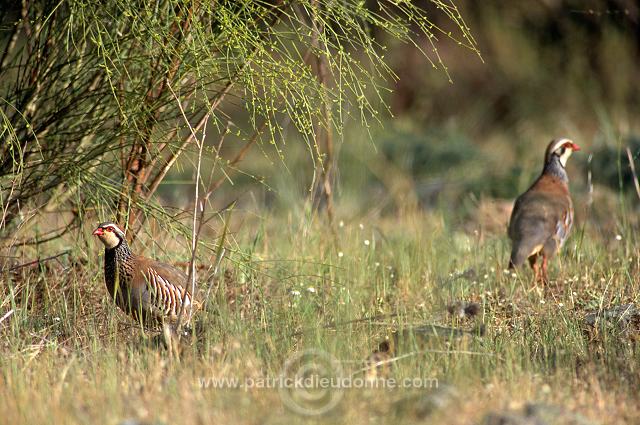 Red-legged Partridge (Alectoris rufa) - Perdrix rouge - 20913
