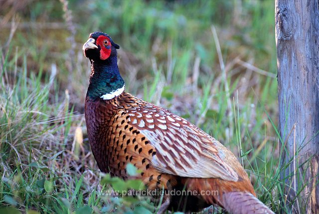 Pheasant (Phasianus colchicus) - Faisan de Colchide - 20914