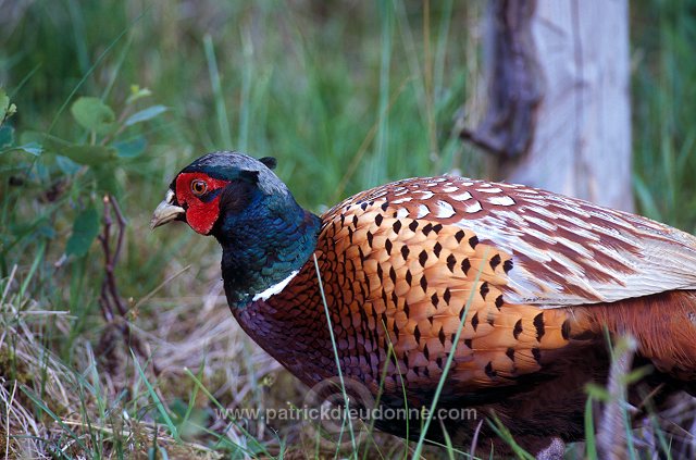 Pheasant (Phasianus colchicus) - Faisan de Colchide - 20915