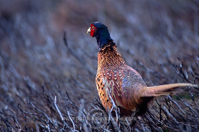 Pheasant (Phasianus colchicus) - Faisan de Colchide - 20916