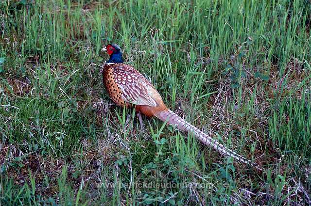 Pheasant (Phasianus colchicus) - Faisan de Colchide - 20917