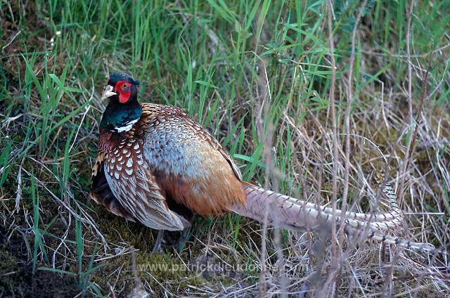 Pheasant (Phasianus colchicus) - Faisan de Colchide - 20918