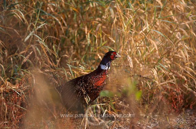 Pheasant (Phasianus colchicus) - Faisan de Colchide - 20919