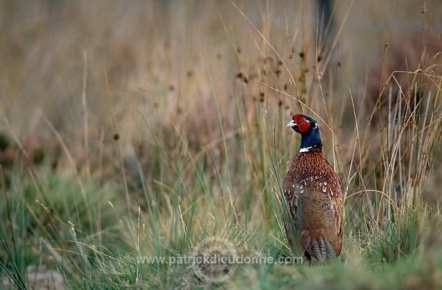 Pheasant (Phasianus colchicus) - Faisan de Colchide - 20920