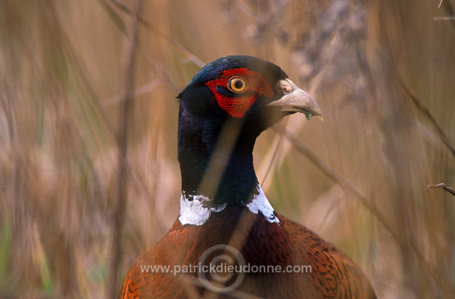 Pheasant (Phasianus colchicus) - Faisan de Colchide - 20921