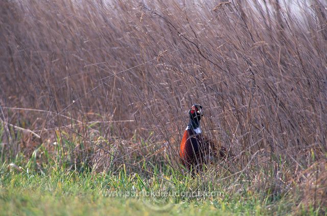 Pheasant (Phasianus colchicus) - Faisan de Colchide - 20922