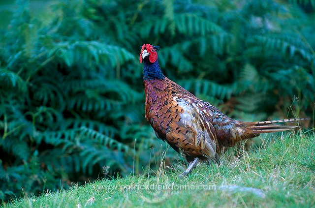 Pheasant (Phasianus colchicus) - Faisan de Colchide - 20923