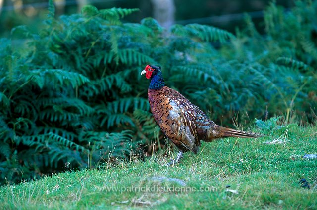 Pheasant (Phasianus colchicus) - Faisan de Colchide - 20924