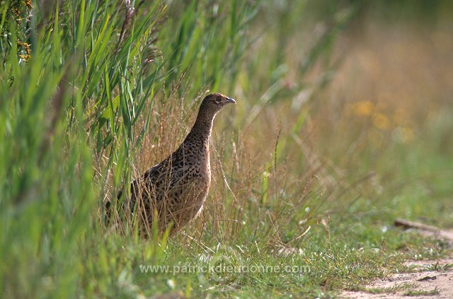 Pheasant (Phasianus colchicus) - Faisan de Colchide - 20925