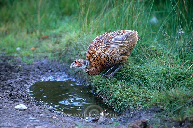 Pheasant (Phasianus colchicus) - Faisan de Colchide - 20926