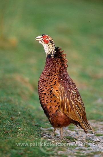 Pheasant (Phasianus colchicus) - Faisan de Colchide - 20927