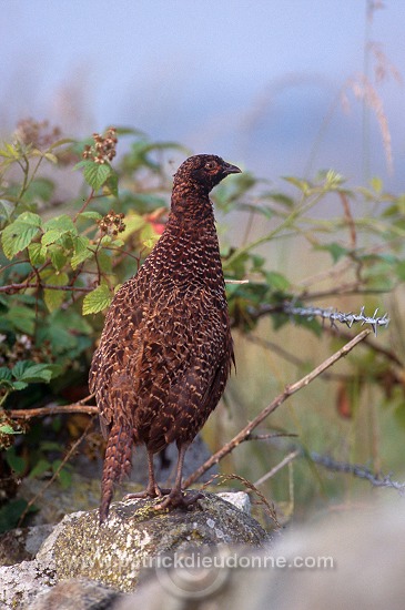 Pheasant (Phasianus colchicus) - Faisan de Colchide - 20928