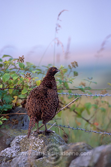 Pheasant (Phasianus colchicus) - Faisan de Colchide - 20929