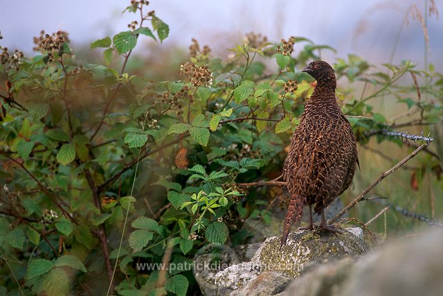 Pheasant (Phasianus colchicus) - Faisan de Colchide - 20930