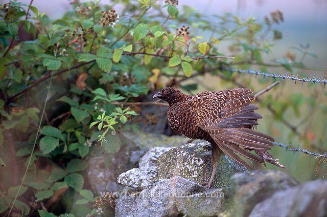 Pheasant (Phasianus colchicus) - Faisan de Colchide - 20931