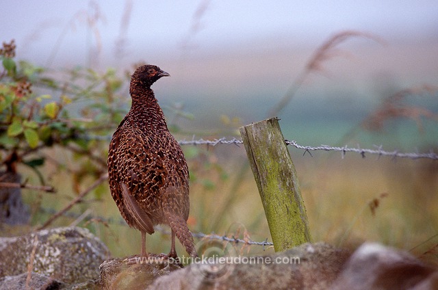 Pheasant (Phasianus colchicus) - Faisan de Colchide - 20932