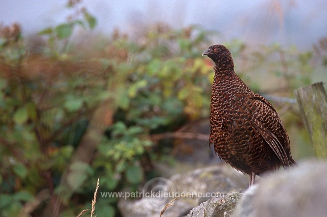 Pheasant (Phasianus colchicus) - Faisan de Colchide - 20933