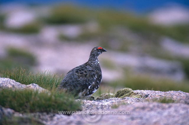 Ptarmigan (Lagopus mutus) - Lagopede alpin -  20934