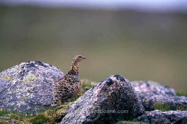 Ptarmigan (Lagopus mutus) - Lagopede alpin - 20935