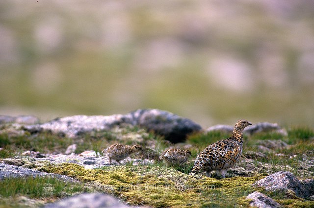 Ptarmigan (Lagopus mutus) - Lagopede alpin -  20936