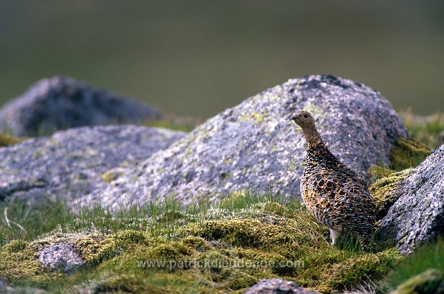 Ptarmigan (Lagopus mutus) - Lagopede alpin - 20937