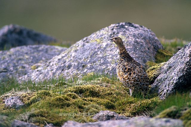 Ptarmigan (Lagopus mutus) - Lagopede alpin -  20938