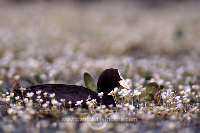 Coot (Fulica atra) - Foulque macroule - 20939