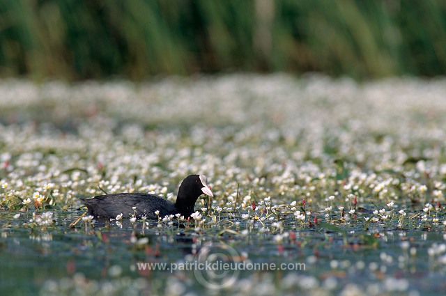 Coot (Fulica atra) - Foulque macroule - 20940