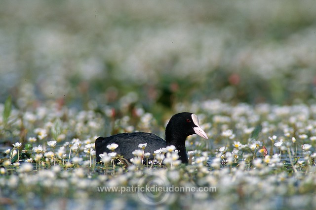 Coot (Fulica atra) - Foulque macroule - 20941