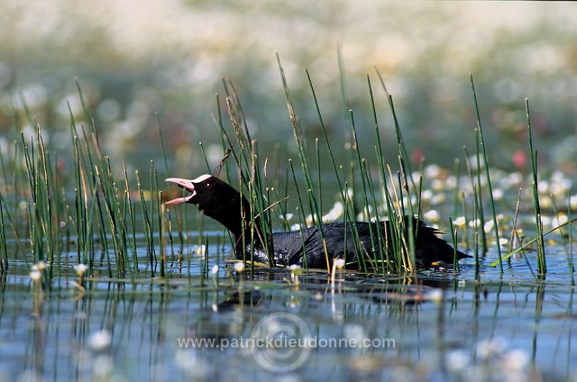 Coot (Fulica atra) - Foulque macroule - 20942