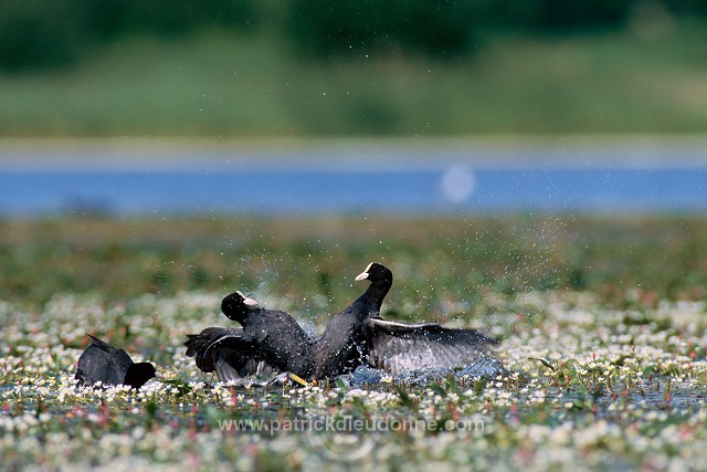 Coot (Fulica atra) - Foulque macroule - 20943