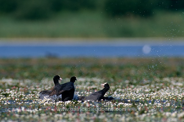 Coot (Fulica atra) - Foulque macroule - 20944