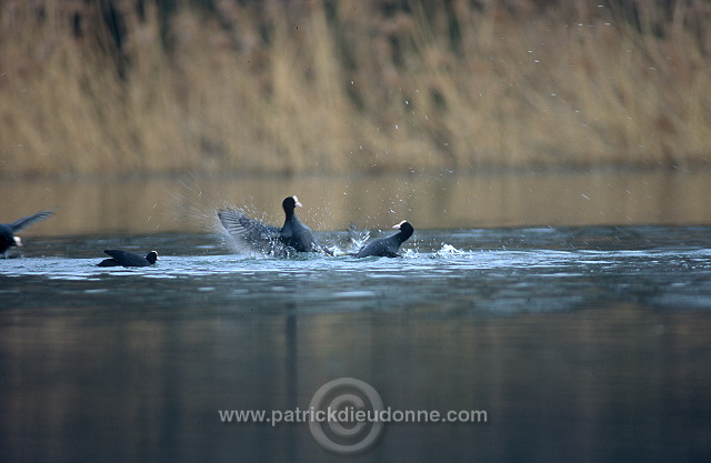 Coot (Fulica atra) - Foulque macroule - 20945