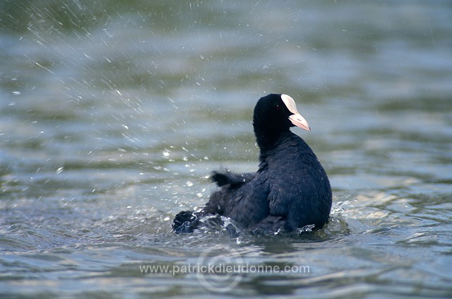 Coot (Fulica atra) - Foulque macroule - 20946