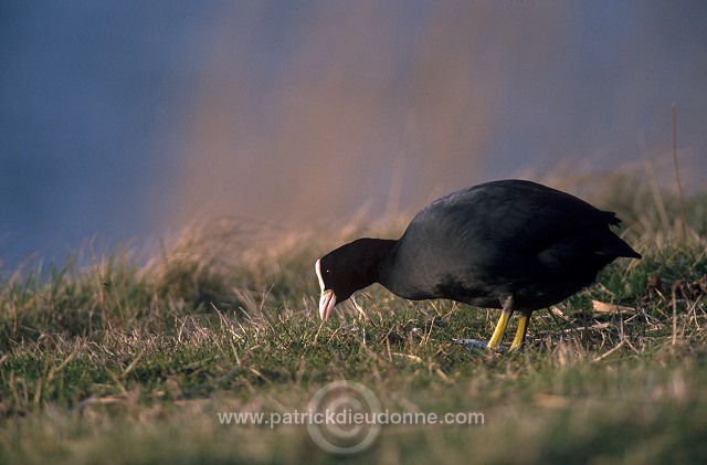 Coot (Fulica atra) - Foulque macroule - 20947