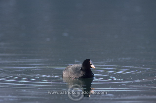 Coot (Fulica atra) - Foulque macroule - 20948