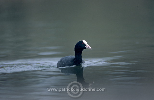 Coot (Fulica atra) - Foulque macroule - 20949