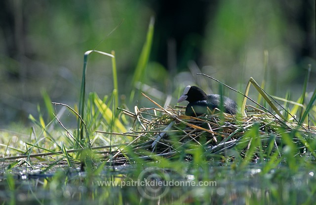 Coot (Fulica atra) - Foulque macroule - 20950