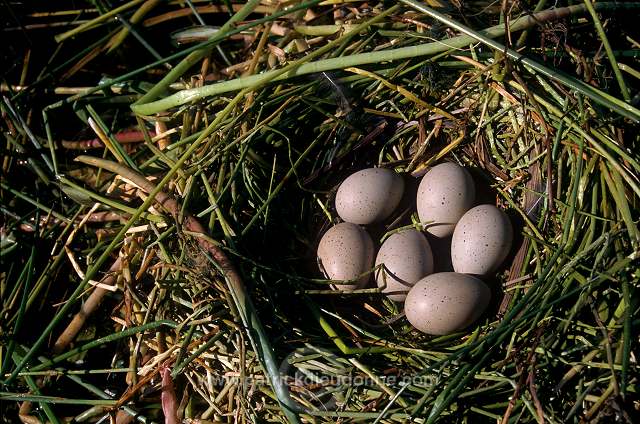 Coot (Fulica atra) - Foulque macroule - 20952